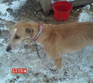 American Lurcher Project | Help Lurchers